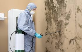 Why You Should Choose Our Mold Remediation Services in Tenino, WA